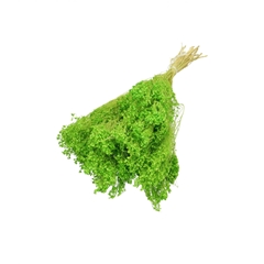 Dried Flowers Broom Bloom 50-55cm