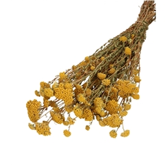 Dried Flowers Achillea Silvestre 60cm 100g
