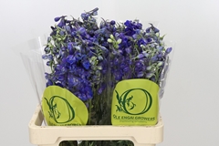 Delphinium Single Volkerfrieden 60cm
