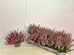 Calluna Callu Nova Rosa 10Ø 20cm