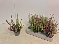 Calluna Callu Nova Mix 3 Colours 6Ø 15cm