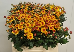 Chrysanth Spray Bright Eye 60cm 60gr.