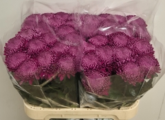 Chrysanth Single Regalmist Purper 75cm 100gr.