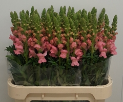Antirrhinum Potomac Pink 75cm