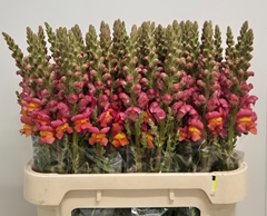 Antirrhinum Potomac Dark Orange 75cm