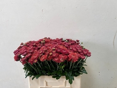 Chrysanth Spray Blenda Red 55cm 65gr.