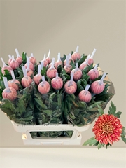 Chrysanth Single Hornbill Salmon 80cm 130gr.