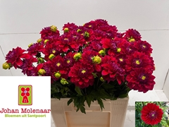 Dahlia Friendship 55cm
