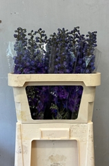 Delphinium Double Christel 80cm
