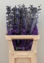 Delphinium Double Christel 90cm