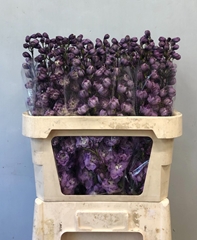 Delphinium Double Dewi Hercules 80cm