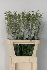 Delphinium Double Dewi Impressive White 90cm