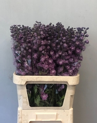 Delphinium Double Dewi Melody 90cm