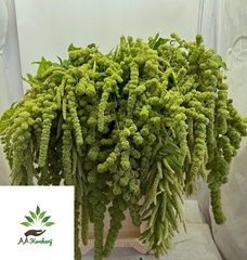 Amaranthus Caudatus Cycloop 90cm