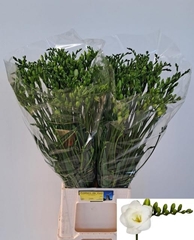 Freesia Double Versailles 60cm 25gr.