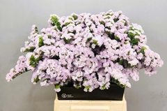 Limonium Sinuatum Sera Sun Birds 50cm 20gr.