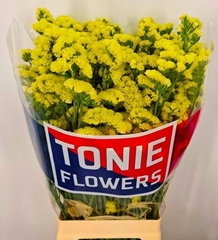 Limonium Canary Sun Birds 80cm 45gr.