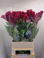 Celosia Turbo Royal Violet 100cm
