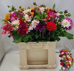 Dahlia Mix Per Bunch 55cm