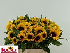 Helianthus Sunrich Orange 60cm