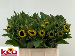 Helianthus Sunrich Orange 60cm