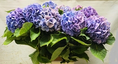 Hydrangea Bodensee Blue 100cm 16-18cm Hd