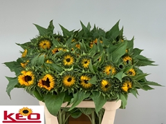 Helianthus Sunrich Orange 80cm