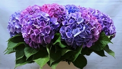 Hydrangea Bodensee Blue 90cm 15-17cm Hd