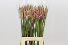 Amarine Belladiva Smilla 70cm