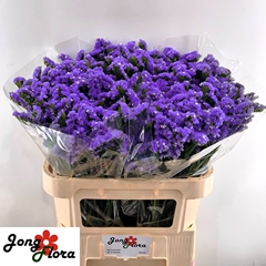 Limonium Sinuatum Pippa Wings 75cm 55gr.