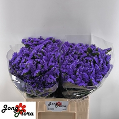 Limonium Sinuatum Pippa Wings 60cm 30gr.