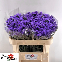 Limonium Sinuatum Pippa Wings 70cm 45gr.