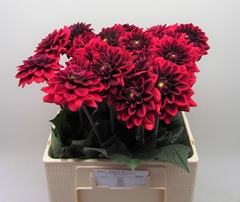 Dahlia Red Runner 60cm