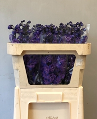 Delphinium Double Christel 70cm