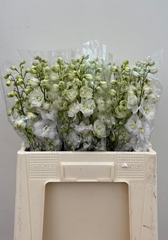 Delphinium Double Centurion White 60cm
