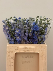 Delphinium Double Centurion Skyblue 60cm