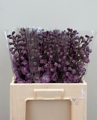 Delphinium Double Dewi Hercules 60cm