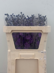 Delphinium Double Dev Purple Heart 70cm