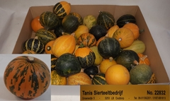 Cucurbita Pepo Mix 4cm