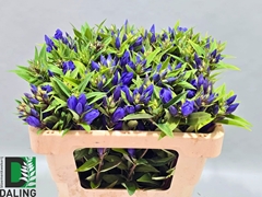 Gentiana Just Blue 50cm