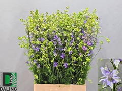 Consolida Regalis Qis Violet Lilac 80cm