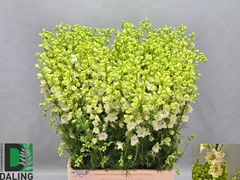 Consolida Regalis Qis White 80cm