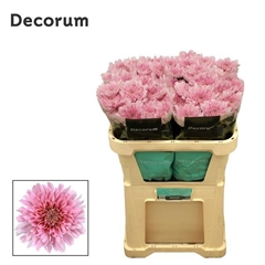 Chrysanth Single Kalimba 70cm 95gr.