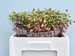 Delphinium Single Pink Sensation 55cm