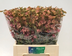 Delphinium Single Pink Sensation 60cm