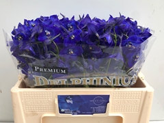 Delphinium Single Atlantis 55cm