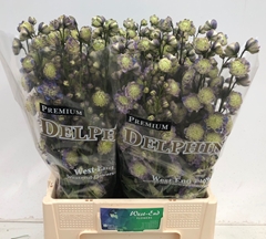 Delphinium Double Premium Dream Sensation 70cm