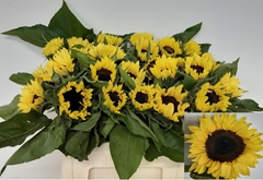Helianthus Sunrich Limoncello 60cm