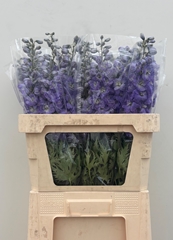 Delphinium Double Dewi Impressive 80cm