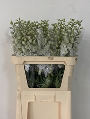 Delphinium Double Dewi Impressive White 80cm